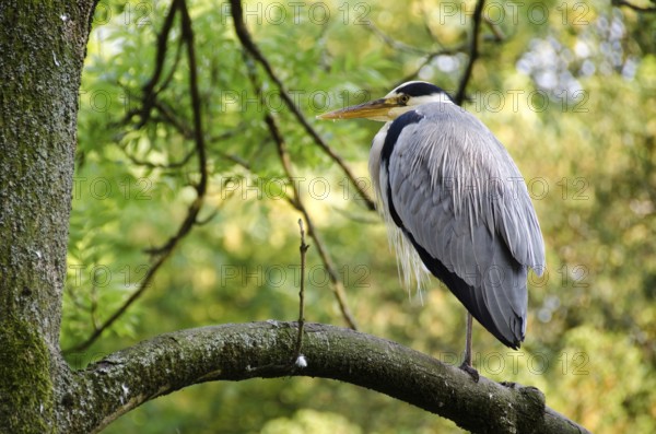 Grey heron, Ardea cinerea sitting on a tree, Copenhagen, Denmark