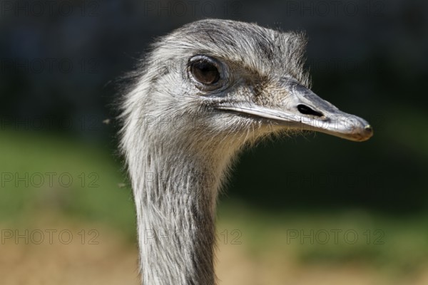 Nandu - Rhea americana