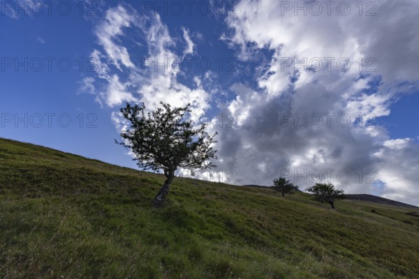 Gnarled tree in a green landscape in the mountains with blue sky and clouds on the edge of Snowdonia National Park, Penmaenmawr, Dwygyfylchi, Caernarfonshire, Conwy County Borough, Wales, United Kingdom
