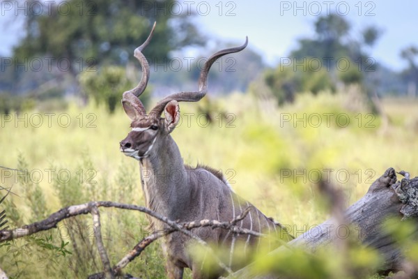 A male Kudu looking around in the Okavango Delta, Botswana