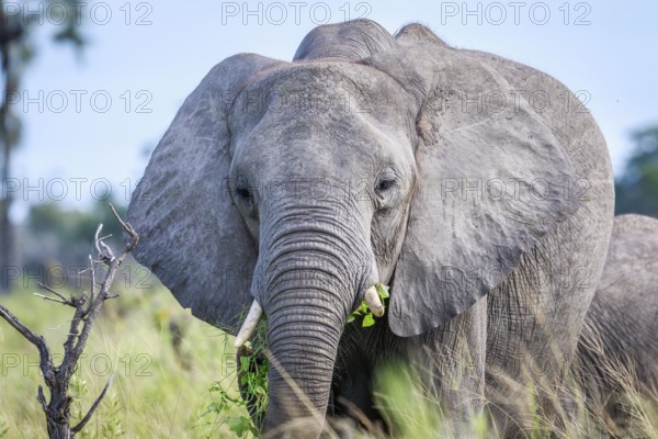 Eating Elephant in front of the camera in the Okavango delta, Botswana