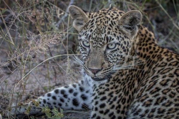 Close up of a female Leopard in the Sabi Sand Game Reserve, South Africa