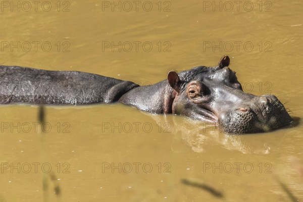 Hippopotamus in a river resting in Serengeti National Park, Tanzania Africa