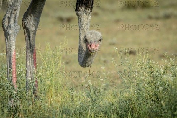 Close up of a male Ostrich in the Kalagadi Transfrontier Park, South Africa