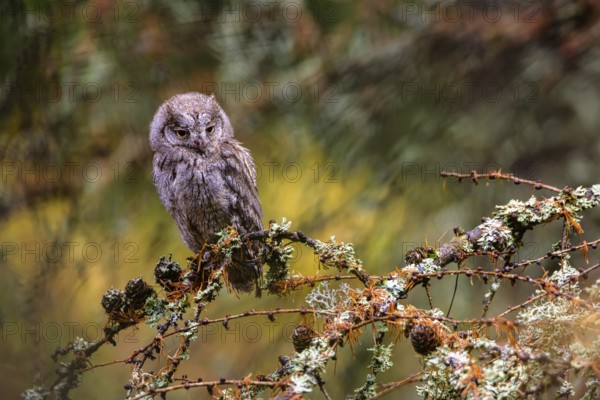 The Eurasian scops owl, Otus scops, European scops owl in forest
