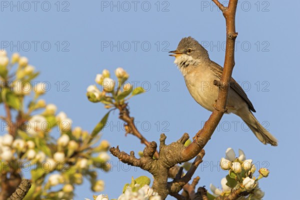 Whitethroat, (Sylvia communis), songbird, animals, birds, genus. of Curruca, NSG Der Spieß, Rheindürkheim, Rhineland-Palatinate, Federal Republic of Germany