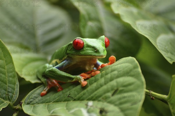 Red-eyed tree frog in Costa Rica