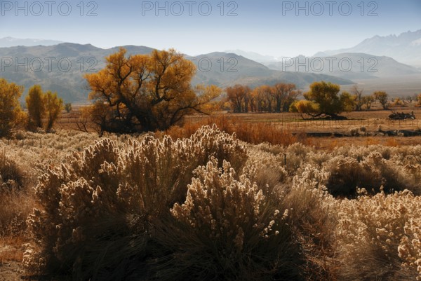 Mount Gabb USA America gold tree with ice