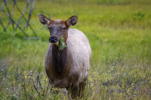 Wapiti in Beautiful autumn landscape scene in mountain in background in Jasper National Park west Canada