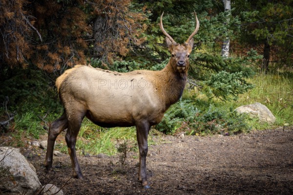Wapiti in Beautiful autumn landscape scene in mountain in background in Jasper National Park west Canada