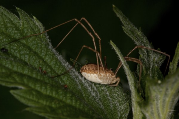 Rilaena triangularis, black-eyed anchor, Harvestman