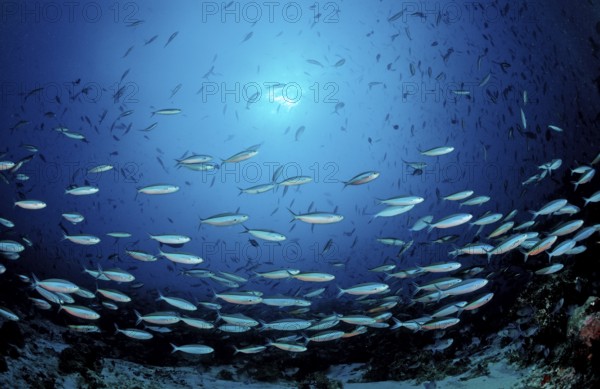 Swarm of neon fusiliers, Pterocaesio tile, Maldives, Indian Ocean, Meemu Atoll