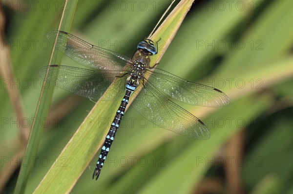 Autumn mosaic damselfly, Aeshna mixta