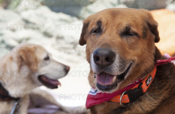 Portrait of two dogs on the beach of Frejus, South of France 2017