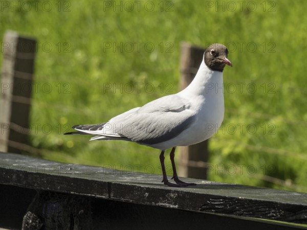 Close-up of a seagull on a wooden beam in front of a green, grassy background, enkhuizen, the netherlands