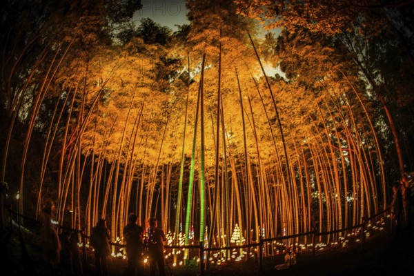 Small-diameter light-up of the bamboo grove (small desk Castle forest of citizen). Shooting Location: Yokohama-city kanagawa prefecture