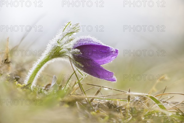 Purple pasque flower (Pulsatilla vulgaris) with dewdrops in a grass field, fresh and calm atmosphere, Wasserburgertal, Engen, Baden-Württemberg, Germany
