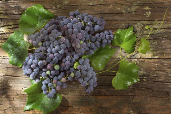 Late summer fruits, collection of black grape strawberry