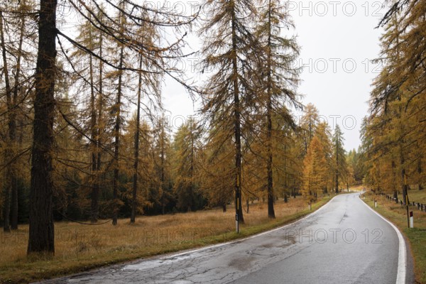 Idyllic and beautiful empty rural road passing through the Italian alpine alps mountains with yellow pine trees during autumn