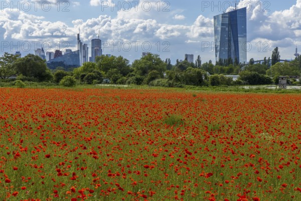 Poppy field with skyline, Frankfurt, Hesse, Germany