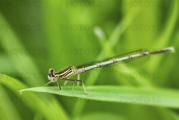 Small damselfly dragonfly