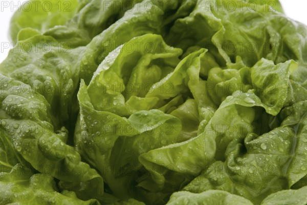 Green salad with fresh vitamins