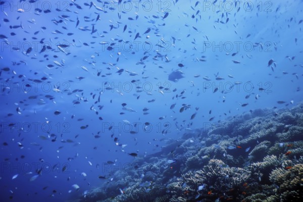 Underwater view of the coral reef, Tropical waters, Marine life