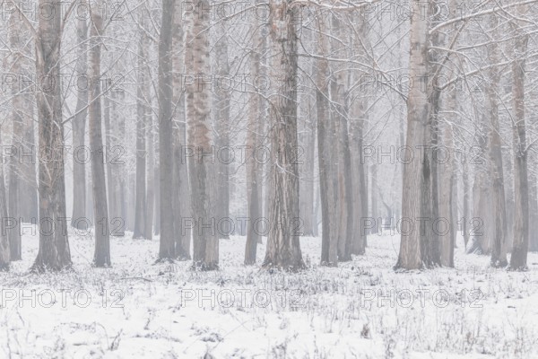 Poplar trees trunks natural background winter edition