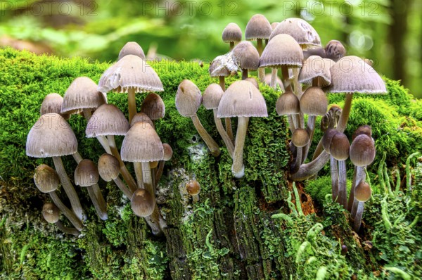 A horizontal shot of mushrooms on the surface of mossy wood