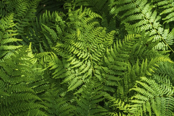 Natural fern pattern. Background with young green fern leaves