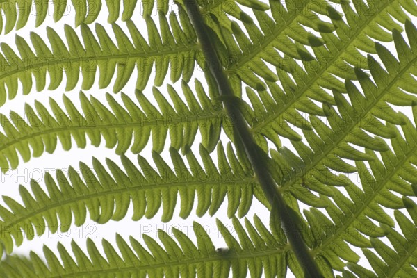 Fern (Osmunda regalis)