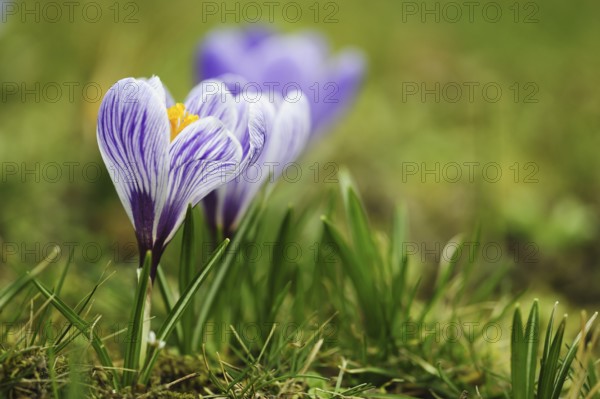 Crocus (Crocus)