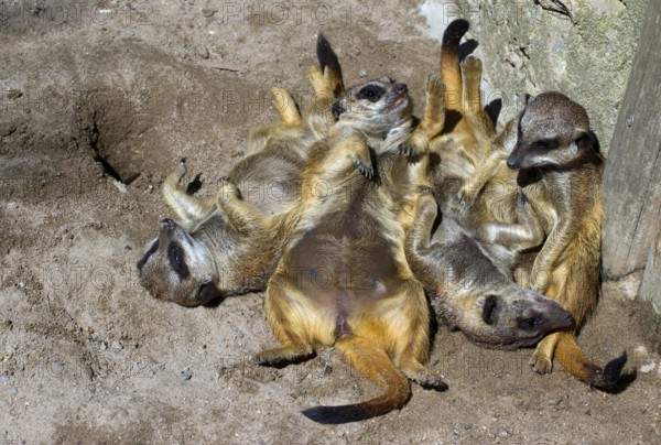 Meerkat gang (Suricata suricatta)