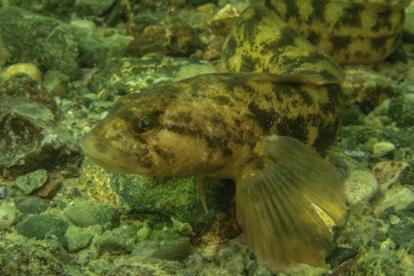 Eelpout (Zoarces Viviparus)