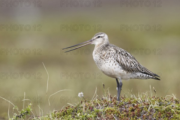 Bar-tailed godwit (Limosa lapponica)