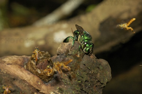 Magnificent bee at the nest of a Stingless bee (Euglossa sp. + Tetragonisca angustula)