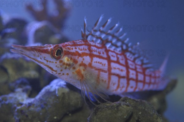 Long-snouted coral guard (Oxycirrhites typus)
