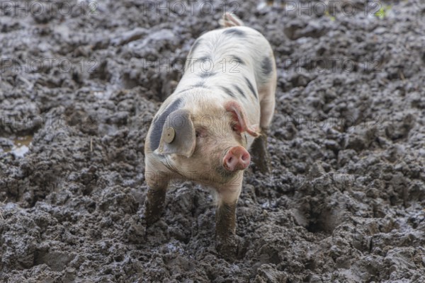 Baby Spotted Bentheimer pig enjoying themselves outdoor in the mud