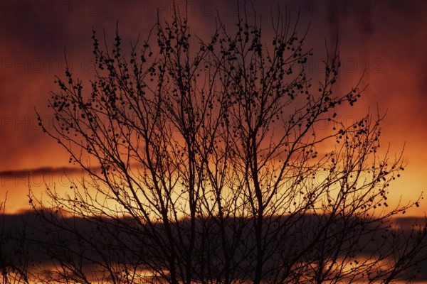 Evening red shrubs in front of reddish and yellow cloud structures, Buchhofen, Bavaria, Germany