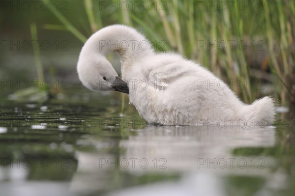 Young mute swan preens its plumage