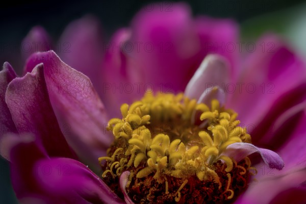 Zinnia, garden zinnia, inflorescence (Zinnia hybrida, Zinnia hortorum, Flores)