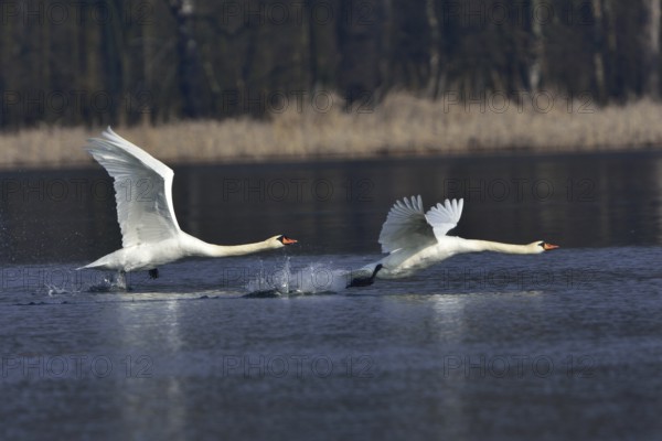 Mute swan (cygnos olor)