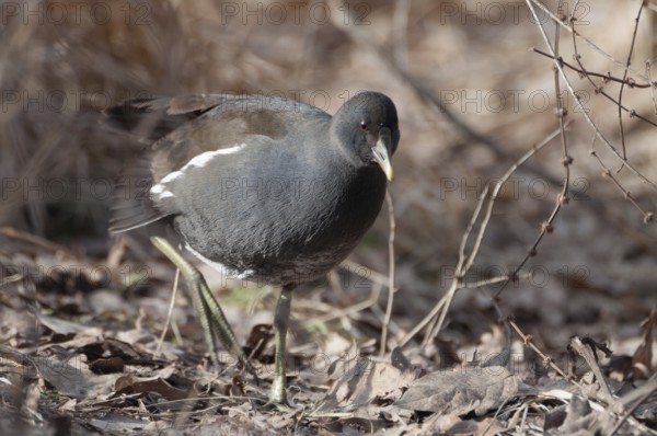 Water rail (Gallinula chloropus)