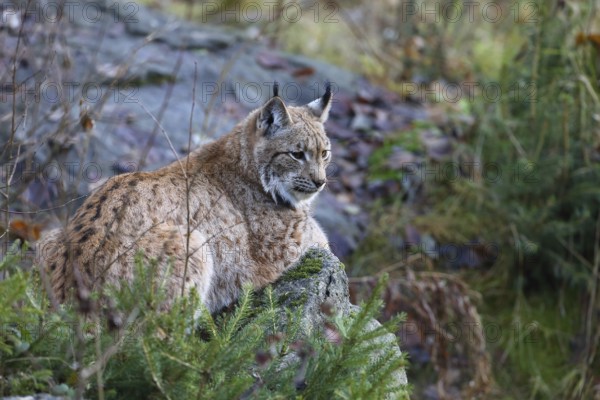 Lynx (Lynx lynx)