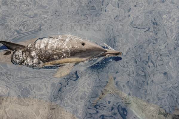 Dolphin (Delphinidae)