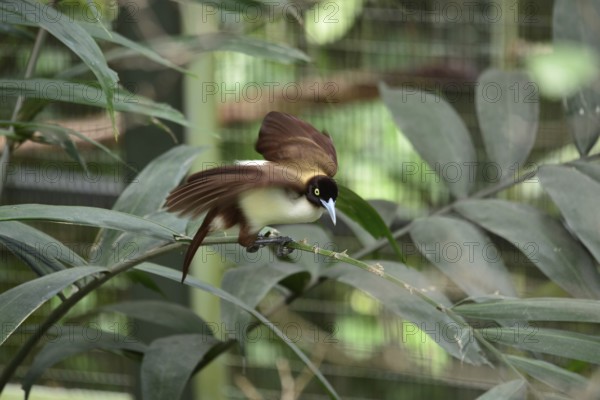 Lesser Bird of paradise, female (Paradisaea minor)