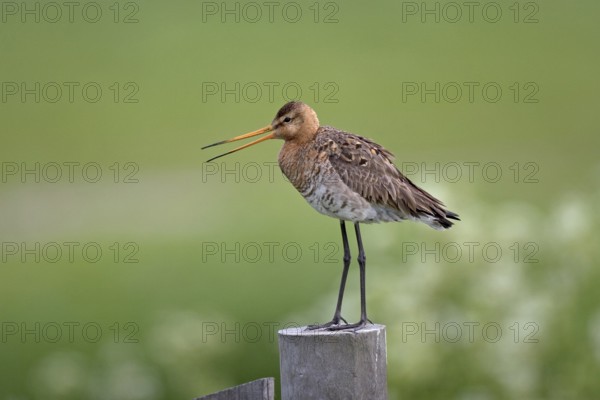 Black-tailed godwit (Limosa limosa)