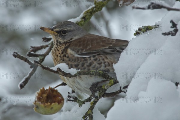 Juniper thrush (Turdus pilaris)