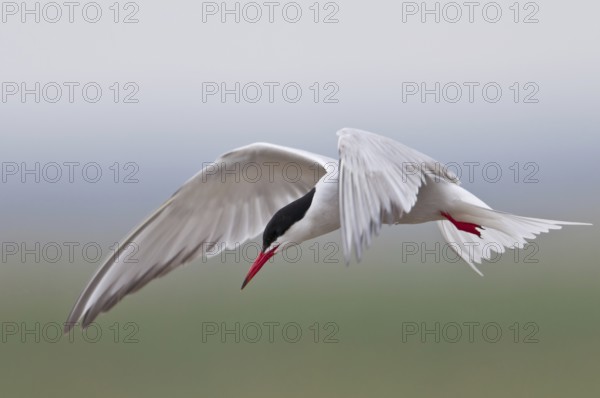 Common Tern (Sterna hirundo)