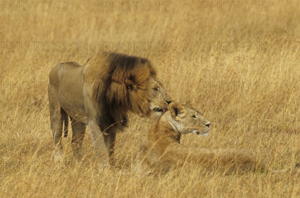 Lion couple (Panthera leo)